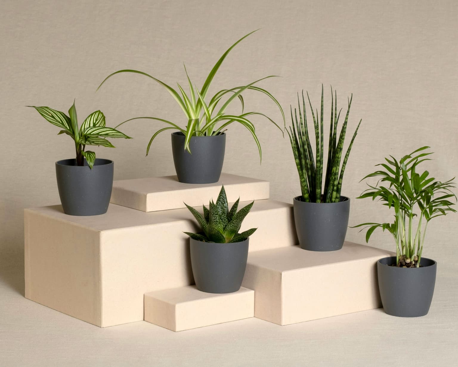 Many plants on different height platforms